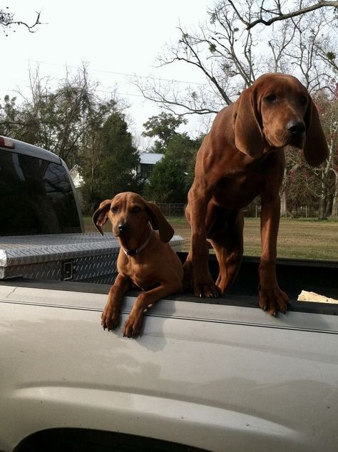 Red Bone Coonhound, Coon Hunting, Redbone Coonhound, Akc Breeds, Hound Dogs, Red Bone, Pretty Dogs, Large Dog Breeds, Optimal Health