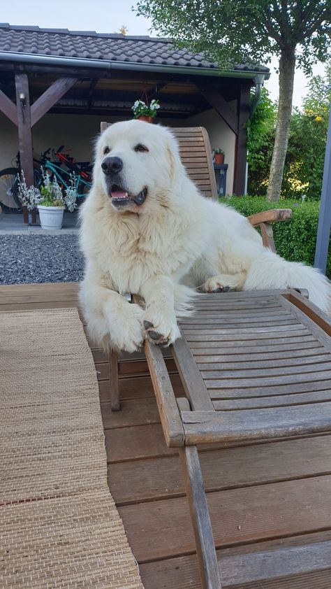 Great Pyrnesse, Great White Pyrenees, White Retriever, Pyrenees Dog, All Breeds Of Dogs, Big Dog Breeds, Great Pyrenees Dog, Paw Paw, Really Cute Dogs