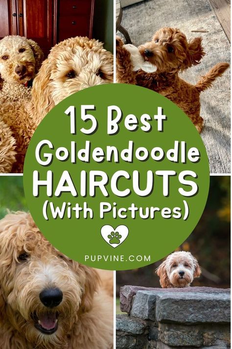 Looking for the best Goldendoodle haircuts for your beloved pooch? Here are 15 ideas you might find fun to try! Goldendoodle Mullet Haircut, Groom A Goldendoodle, Dog Haircuts Goldendoodle, Doodle Cuts For Summer, Goldendoodle Long Haircut, Cute Goldendoodle Haircuts, Micro Goldendoodle Haircuts, Micro Mini Goldendoodle Haircut, Haircuts For Doodles