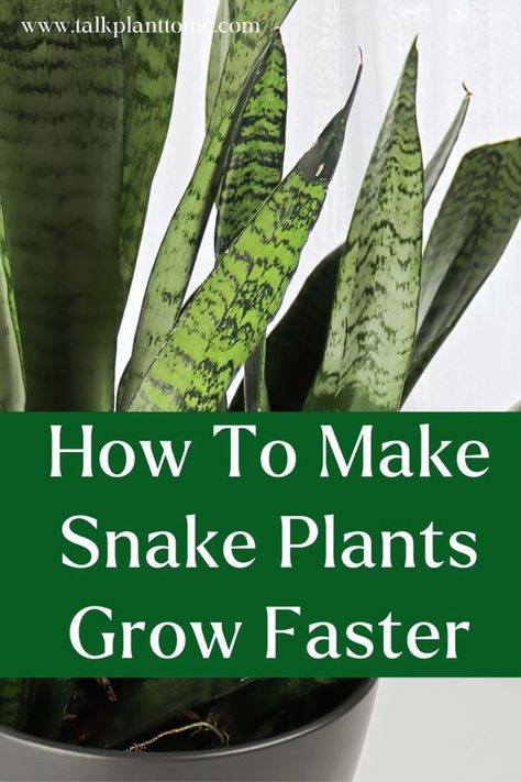 How to make snake plants grow faster! Tips and tricks for making your snake plant grow taller quick! Snake Plant Propagation, Snake Plant Care, Snake Plants, Plant Care Houseplant, Plant Problems, Inside Plants, Smart Garden, Garden Guide, House Plant Care