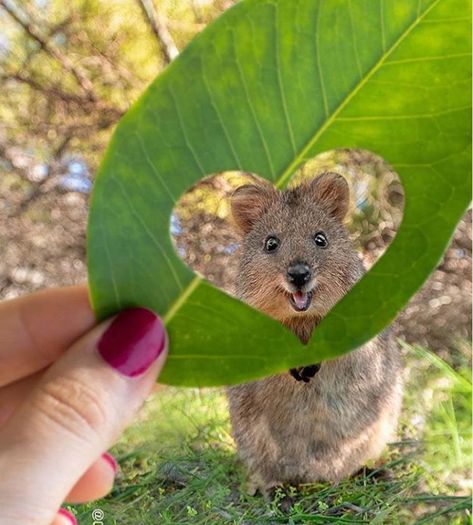 Quokkas Are The Happiest Animals On Earth With Their Extremely Infectious Smile (Cute Photos) - I Can Has Cheezburger? Quokka Animal, Happiest Animal, Smiling Animals, Australian Animals, Cute Animal Photos, Happy Animals, Beautiful Animals, Cute Creatures, Sweet Animals