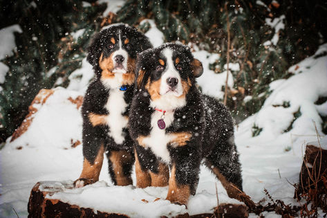 How to Train a Bernese Mountain Dog Puppy: Milestone Timeline Burmese Mountain Dogs, Puppy Pens, Bernese Mountain Dog Puppy, Dog Club, Matthew 28, Cheap Dogs, Most Popular Dog Breeds, Puppies And Kitties, Dog Facts