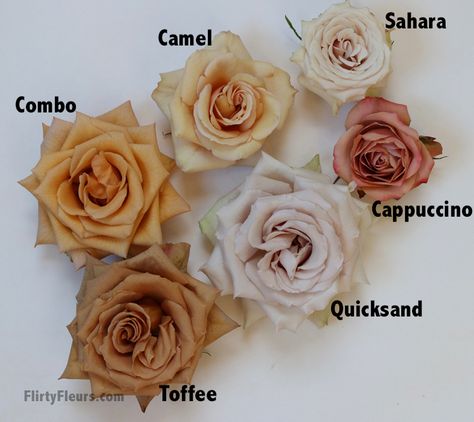 Brown Rose Color Study with Mayesh Wholesale | Flirty Fleurs The Florist Blog - Inspiration for Floral Designers Sahara Rose, Rose Varieties, Color Study, Flower Company, Flower Names, Blooming Rose, Deco Floral, Blog Inspiration, Color Studies