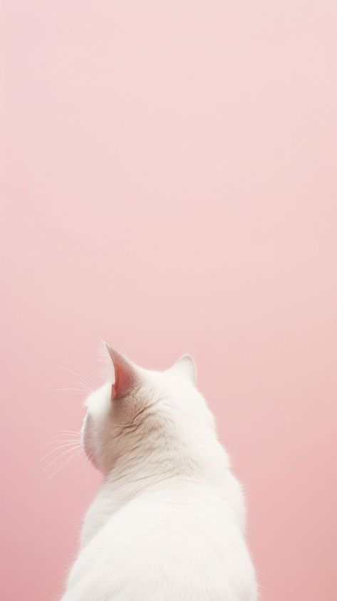 Cat mammal animal kitten.  | premium image by rawpixel.com / Pinn Kitten Background Wallpapers, Cute Cat Pink Wallpaper, White Cat Wallpaper Aesthetic, Pink Cat Wallpaper, Light Pink Aesthetic Wallpaper, White Cat Wallpaper, White Cat Aesthetic, Pet Advertising, Pink Bg