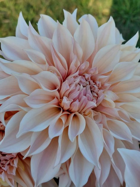 Cafe au Lait Dahlia (1 Tuber) | Otway Flower Farm Dahlia Seeds, Cafe Au Lait Dahlias, Dahlia Tattoo, Wedding Garden, Beautiful Pics, Coffee Colour, Flower Farm, Growing Flowers, Beautiful Bouquet