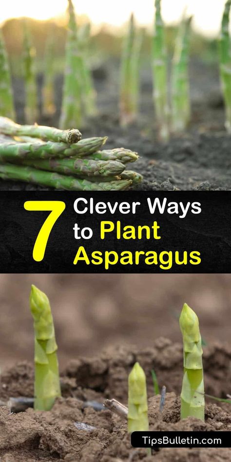 Asparagus spears grow best in the early spring when seeds are planted under two inches of soil. In the first year of growth, asparagus varieties like Jersey Knight do not produce a crop. However, during the third year, male and female plants are ready to harvest. #howto #plant #asparagus When To Plant Asparagus Crowns, Where To Plant Asparagus, Asparagus Raised Bed, Growing Asparagus In Containers, Asparagus Bed Ideas, Asparagus Garden Bed, Growing Asparagus In Raised Beds, When To Plant Asparagus, Asparagus Planting