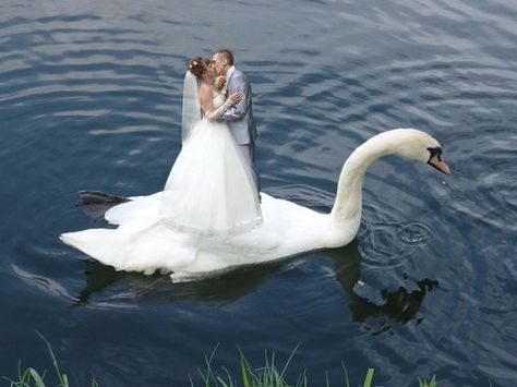 Russian Wedding Photoshop Fails Awkward Wedding Photos, Photoshop Fails, Funny Wedding Pictures, Wedding Fail, Awkward Photos, Russian Wedding, Retouching Photoshop, Funny Wedding Photos, Epic Fails Funny