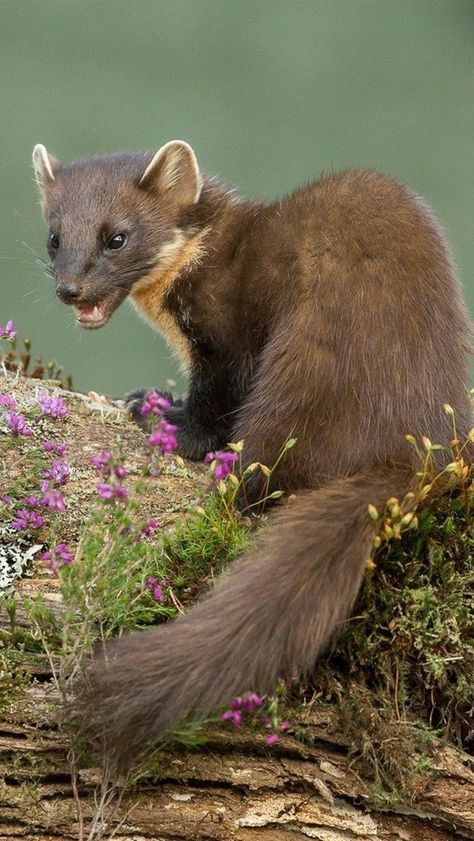 Weasel Drawing, Weasel Art, Weasel Animal, Cute Weasel, Pine Martens, Cute Animal Tattoos, Pine Marten, Animal Studies, North American Animals