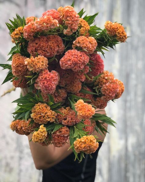 Celosia Wedding Flowers, Celosia Flower Arrangement, Celosia Flower, Brain Coral, Coral Flowers, Peach Flowers, Coral Reef, Ocean Inspiration, Fall Flowers