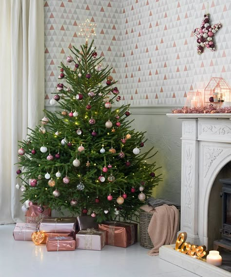 Pick the right real Christmas tree for your home and look after it properly, and it will look healthy and hearty right through until January 6th Real Christmas Trees, Small Christmas Tree, Fir Christmas Tree, Minimalist Christmas Tree, Real Christmas, Real Christmas Tree, Christmas Tree Inspiration, Cool Christmas Trees, Rustic Christmas Tree