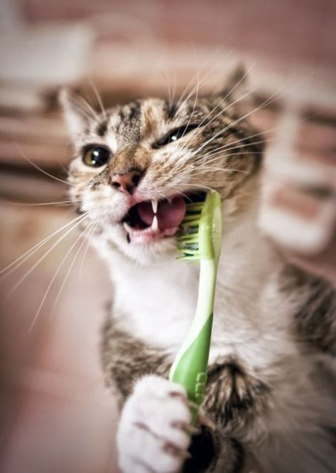 5 Ways to Keep your Cat's Teeth Clean Pet Dental Month, Dental Humor, Cat Facts, Funny Cute Cats, Cat Care, Dental Health, Maine Coon, Teeth Cleaning, Pet Health