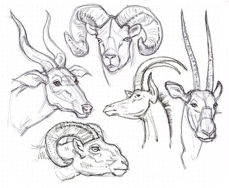 Various Ram & antelope head ink drawings from zoo - Gary Geraths Ram Head Drawing, Gary Geraths, Drawing Horns, Ram Drawing, Ram Animal, Head Drawings, Tattoo Animal, Animal Illustration Art, Animal Head