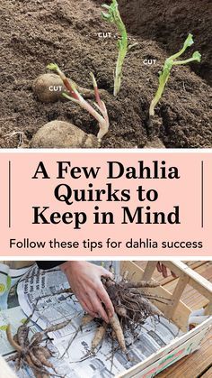 Dahlia Planting Combinations, Dahlia Flower Growing, Dahlia Flower Planting, When To Plant Dahlia Tubers, Dahlia Flower Beds Gardens, Caring For Dahlias, Dahlia Tuber Planting, Waking Up Dahlia Tubers, Starting Dahlia Tubers Indoors