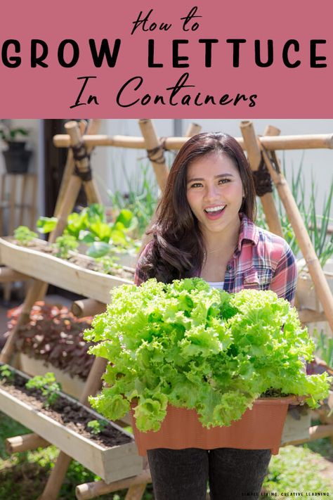 Gardening Lettuce How To Grow, Lettuce Growing Ideas, How To Plant Lettuce In Pots, Planting Lettuce In Raised Beds, Potted Lettuce Plants, Best Lettuce To Grow In Garden, Lettuce In Raised Bed, Growing Lettuce In Containers From Seed, Potted Fruit Garden