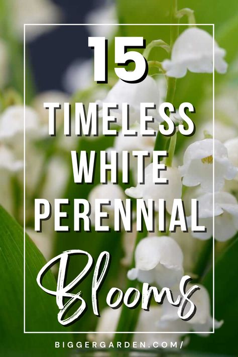 Let the timeless beauty of white perennials turn your garden into a haven of tranquility and grace. Dive into our selection by clicking through, and don’t forget to follow for more exquisite garden ideas. White Gardens Design Inspiration, Green And White Landscaping, White Garden Ideas, White Flower Garden Landscaping Ideas, White And Green Flower Beds, All White Garden, White Perennials, White Shade Garden, Tall White Perennials