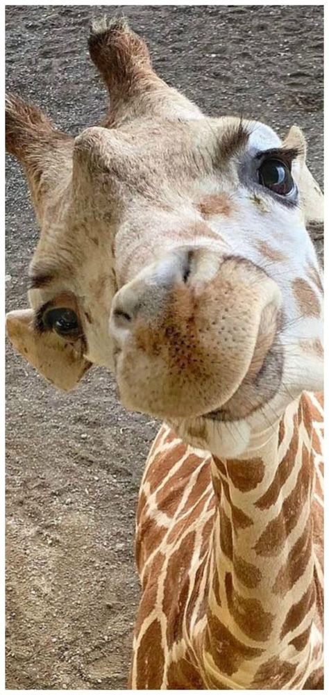 Giraffe Pictures, Photo Facebook, A Giraffe, Cute Giraffe, Majestic Animals, Invite Friends, Cute Wild Animals, Cute Animal Photos, African Animals