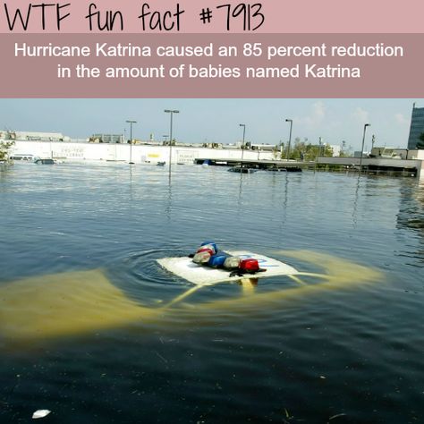 Hurricane Katrina - WTF fun facts Random Facts, Funny Facts, The More You Know, Faith In Humanity, Your Brain, Fun Fact, Things To Know, Mind Blown, Trivia