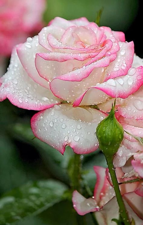 Foto Rose Seeds, Perennial Shrubs, Have Inspiration, Hybrid Tea Roses, The Secret Garden, Beautiful Rose Flowers, Water Droplets, Tea Roses, Exotic Flowers