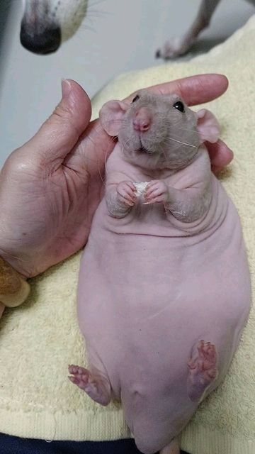 Ugly Rat, Wet Rat Dog, Rex Rat, Seal Point Siamese Dumbo Rat, Hairless Rat, Hairless Mole Rat, Dumbo Rats, Bald Rat, Rat Fursona