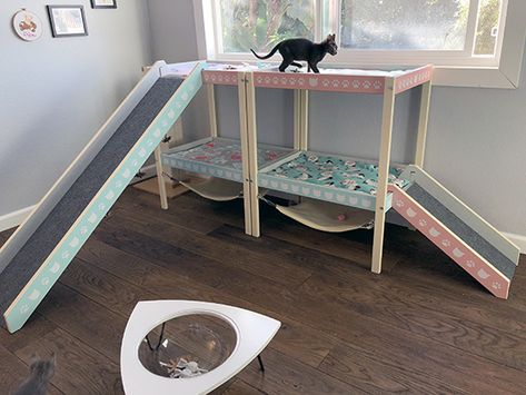 Kitten Setup Ideas, Kitten Set Up In Bedroom, Kitten Room Ideas, Kitten Room, Diy Kitten Playpen, Kitten Lady, Diy Indoor Kitten Playpen, Foster Kitten Room Ideas, Kitten Foster Room Ideas