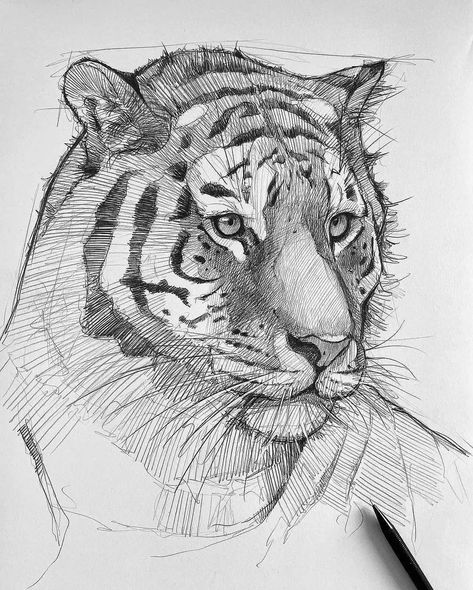 @yourartuniverse on Instagram: “__ 🐯 𝐓𝐢𝐠𝐞𝐫 🐯✨| What do you think? ➖➖➖➖➖➖➖➖➖➖➖➖➖➖➖➖ 🎨 𝐀𝐫𝐭𝐢𝐬𝐭: @art_iusupov ✅𝐑𝐚𝐭𝐞 𝐭𝐡𝐢𝐬 𝐟𝐫𝐨𝐦 𝟏-𝟏𝟎 ➖➖➖➖➖➖➖➖➖➖➖➖➖➖➖➖ ❤❤❤ double tap ✍️ 𝐋𝐢𝐤𝐞,…” Tiger Sketch, Realistic Animal Drawings, Big Cats Drawing, Academic Drawing, Tiger Drawing, Big Cats Art, Tiger Art, Cool Sketches, Animal Sketches