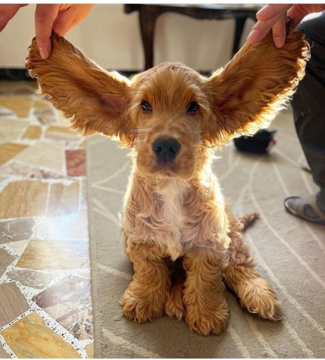 Cocker Spaniel Adult, Cocker Spaniel Mix, Cute Dogs Images, Cocker Spaniel Puppies, Cute Animals Puppies, Cocker Spaniel Dog, Spaniel Puppies, Dachshund Puppies, Dog Mama