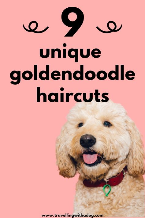 Best Goldendoodle Haircuts, Golden Doodle Lion Haircut, Goldendoodle Face Grooming, Mini Goldendoodle Haircuts, Doodle Cuts Pet Grooming, Grooming Doodles At Home, Mini Golden Doodle Haircut Styles, Golden Doodle Cuts, Golden Doodle Teddy Bear Cut