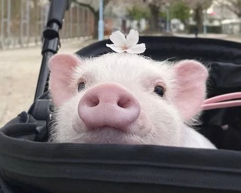 Cute Pigs Aesthetic, Pig Profile Picture, Pig Icon Cute, Types Of Pigs, Fat Nuggets, Teacup Pig, Pigs Cute, Baby Piglets