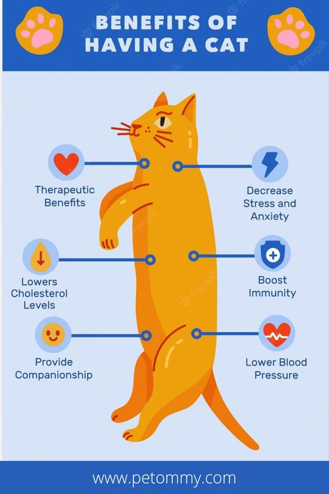 Benefits of having a cat 🐈 | Benefits for cat owners | Petommy cat infographic Benefits Of Having A Cat, Cats Infographic, Pet Language, Cat Knowledge, Cat Infographic, Colorful Hairstyles, Selkirk Rex, Cat Nutrition, Cat Language