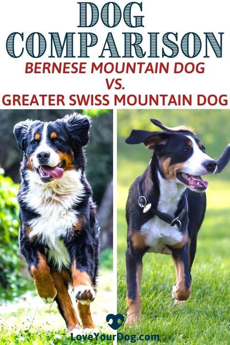 Switzerland Countryside, Swiss Mountain Dog Puppy, Great Swiss Mountain Dog, Berner Dog, Bernese Mountain Dog Mix, Blue Eyed Dog, Mountain Dog Breeds, Bernese Dog, Dog Breed Names