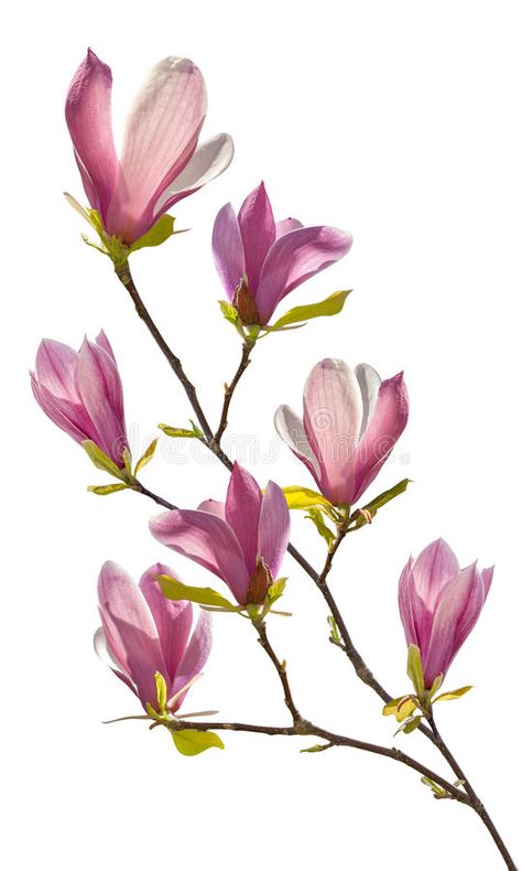 Orchid Drawing, Free Watercolor Flowers, Magnolia Branch, Ceiling Murals, Image Nature, Floral Branch, Blossoms Art, Fruit Painting, Flower Branch