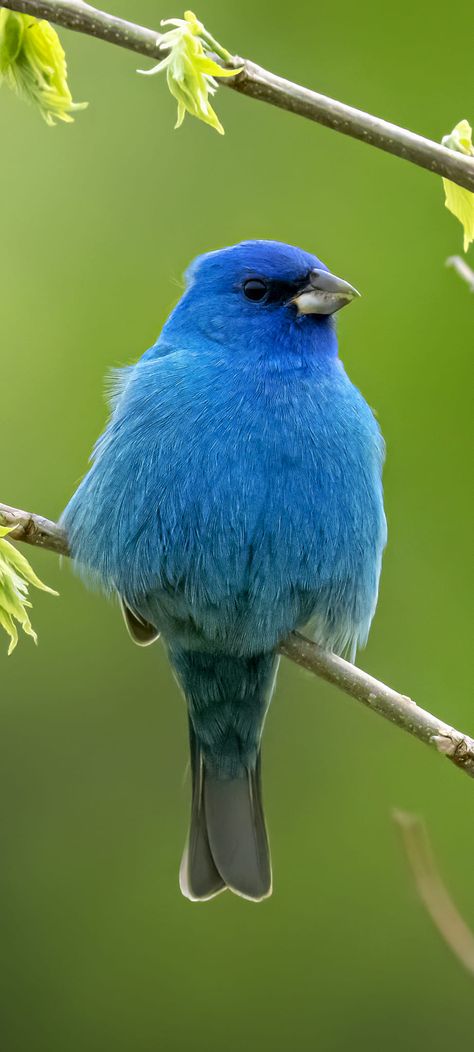 Bunting Bird, Indigo Bunting, Birds Photography Nature, Cool Insects, Cute Small Animals, Most Beautiful Birds, Perfectly Timed Photos, Shop Accessories, Exotic Birds