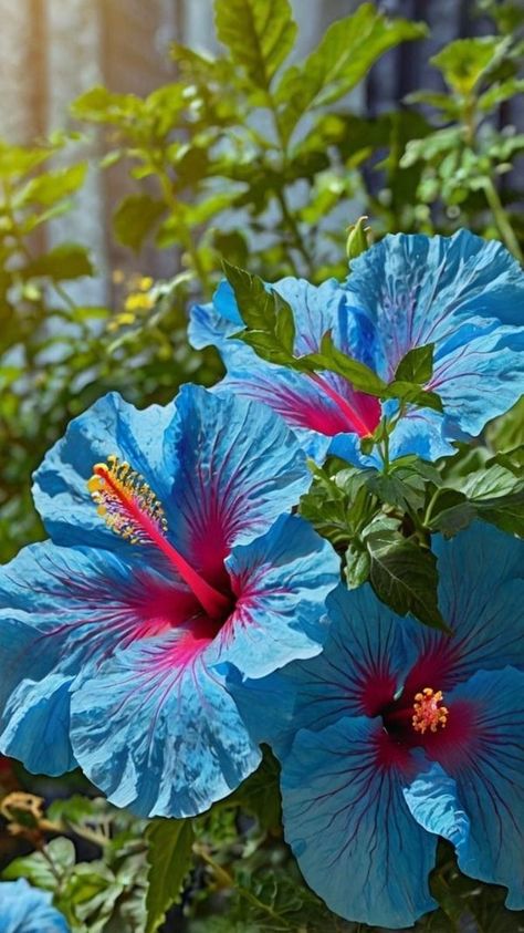 Beautiful Rare Flowers, Green Hibiscus Flower, Blue Tropical Flowers, Pisces Lover, Blue Hibiscus Flower, Green Hibiscus, Fav Flower, Flower Hibiscus, Hibiscus Plant