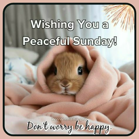 Happy Sunday Messages, Morning Sunday Images, Sunday Sunrise, Sunday Meme, Happy Sunday Images, Sunrise Images, Good Morning Sunday, Good Morning Sunday Images, Lovely Good Morning Images