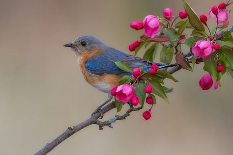 Eastern Bluebird, female | Flickr - Photo Sharing! Birds With Flowers, Bird With Flowers, Bird Images, Tiny Creatures, Birds On A Branch, Bird On A Branch, Eastern Bluebird, Bird And Flower, Soyut Sanat Tabloları