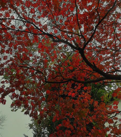 #autumn #Red #tree #vibes Red Trees Aesthetic, Red Fall Aesthetic, Key Signatures, Red Autumn, Red Season, Autumn Tree, Red Fall, Red Tree, Best Seasons