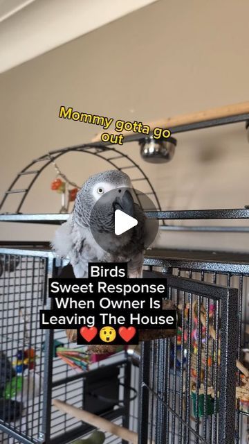 Funny Birds Pictures Hilarious, Funny Birds Videos, Funny Bird Pictures, Birds Cute, Parakeet Bird, Parrot Pet, Funny Parrots, Bird Gif, Going Shopping