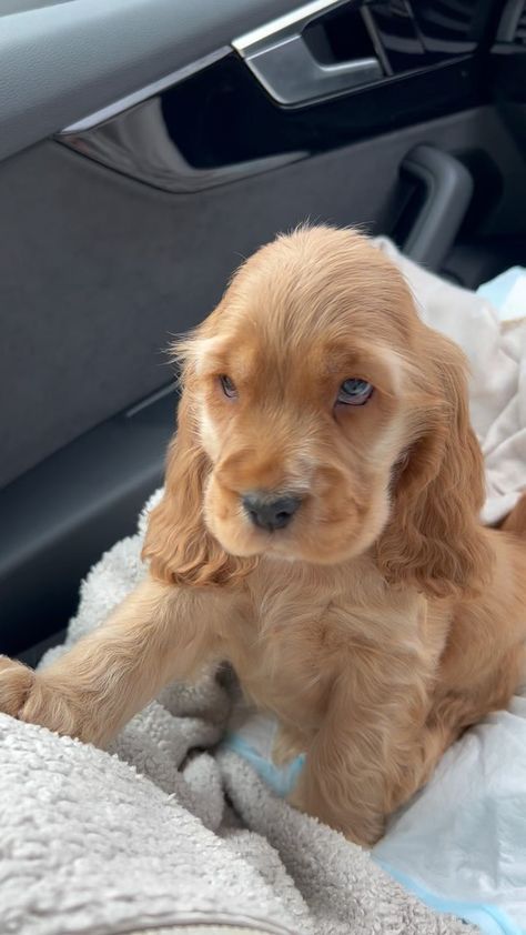 Reggie | I will never get bored of this🥺 Please stay cuddly forever🤗 ##cuddles #love #dogsofinstagram #cockerspanielsofinstagram #cocker #dog... | Instagram Cocker Spaniel Adult, Cute Puppy Aesthetic, Golden Cocker Spaniel Puppies, Cocker Poodle, Cocker Dog, Spaniel Cocker, Puppy Aesthetic, Cocker Spaniel Puppy, Future Board