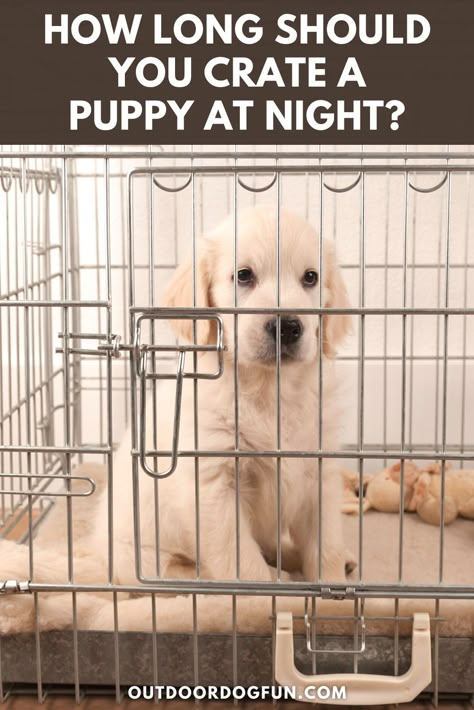 Puppy Kennel Training, Puppy Night Training Sleep, Puppy Sleep Schedule, Litter Training Puppies, Bringing Home A Puppy, Puppy Crate Setup Playpen, Pee Pad Training Puppies Dogs, Crate Training Puppy At Night, How To Crate Train A Puppy At Night