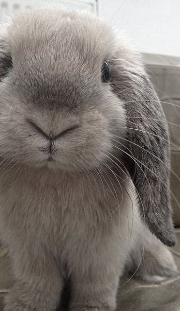 i really don't see the humor Lop Bunnies, Lop Bunny, Snuggle Bunny, Gray Bunny, Grey Rabbit, Mini Lop, Holland Lop, Fluffy Bunny