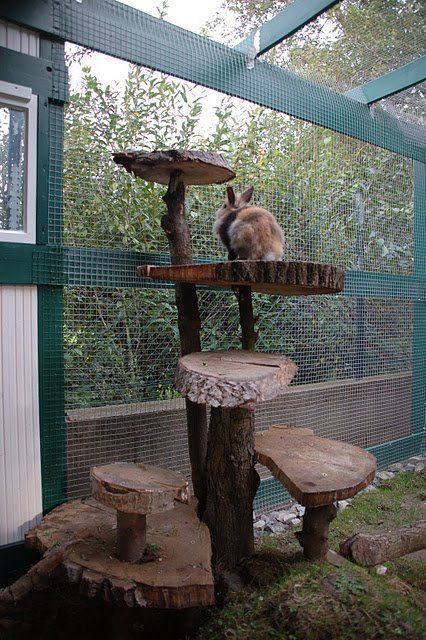 Tapsi Hapsi, Rabbit Enclosure, Guinea Pig Hutch, Rabbit Habitat, Bunny Hutch, Bunny Room, Raising Rabbits, Pet Bunny Rabbits, Rabbit Run