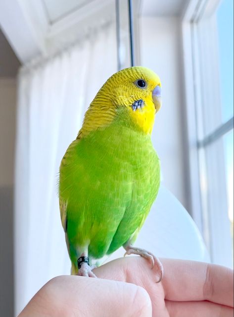 Budgie looking at window • Green and yellow budgie Yellow Budgie, Green Budgie, Bird Cakes, Green Bird, Cute Disney Wallpaper, Green And Yellow, Cute Disney, Green Aesthetic, Disney Wallpaper