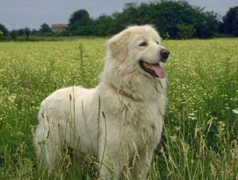 Maremma Sheepdog, Pyrenean Mountain Dog, Wireless Dog Fence, Great Pyrenees Dog, Dog Picture, Farm Dogs, Dog Fence, Funny Dog Pictures, Great Pyrenees