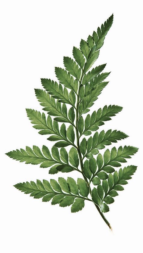 Photos Of Leaves, Vintage Leaf Illustration, Botanical Reference Photos, Plant Reference Photos, Flower Leaf Drawing, Plant Leaf Drawing, Leaves Reference, Fern Tattoo Design, Leaf Reference