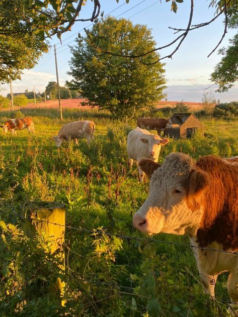 Forest Farm Aesthetic, Cow Ranch, Countryside Animals, Cows Painting, Vermont Summer, Cow Barn, Forest Farm, Nature Environment, Countryside Cottage