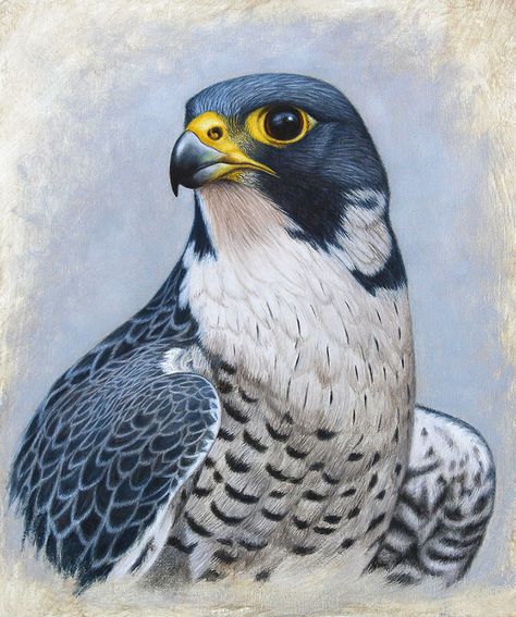 Peregrine Falcon Drawing, Falcon Sketch, Falcon Painting, Falcon Drawing, Cai Arabi, Falcon Tattoo, Falcon Art, Eye Drawings, Bull Elephant