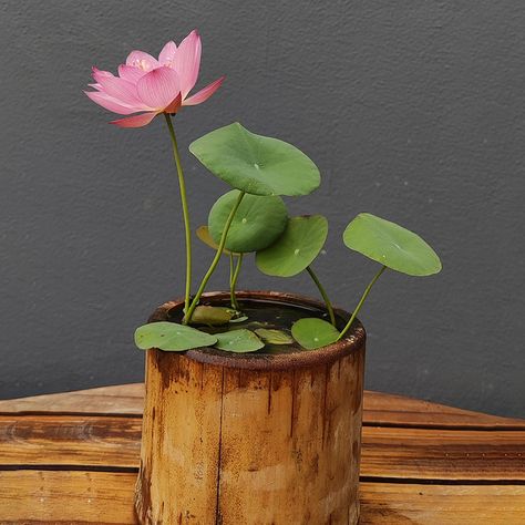 Bowl Lotus: Embracing Zen through Blossoms Bowl Lotus, Plant Bowl, Lotus Seeds, Inside Garden, When To Plant, Lotus Flowers, Study Rooms, Pinterest Photos, Caribbean Netherlands