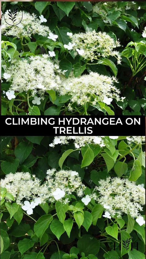 climbing hydrangea on trellis via @home4theharvest Climbing Hydrangea Vine, Hydrangea Vine, Hydrangea Shrub, Vine Trellis, Climbing Hydrangea, Backyard Plants, Planting Hydrangeas, Diy Landscaping, Unique Plants