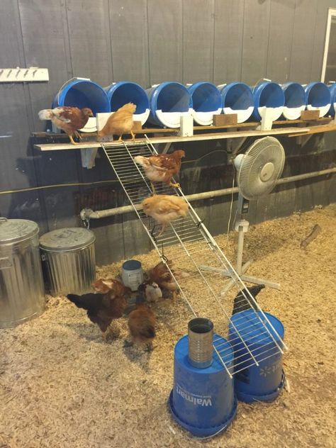 Nesting Box Ideas, Reban Ayam, Chicken Barn, Portable Chicken Coop, Backyard Chicken Coop Plans, Chicken Nesting Boxes, Chicken Feeders, Backyard Chicken Farming, Chicken Cages