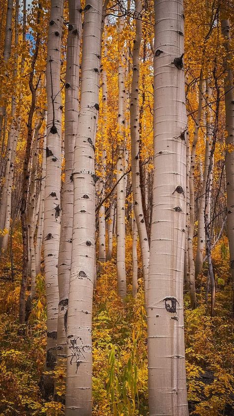 Fall Tree Photography, Fall Trees Photography, Fall Moodboard, Redwood Trees, Maple Trees, Redwood Tree, Tree Photography, Tall Trees, Maple Tree